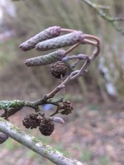 guywallbanks, CC BY, iNaturalist via GBIF Alnus glutinosa, photograph guywallbanks, CC BY, iNaturalist via GBIF