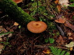 Armillaria cepistipes