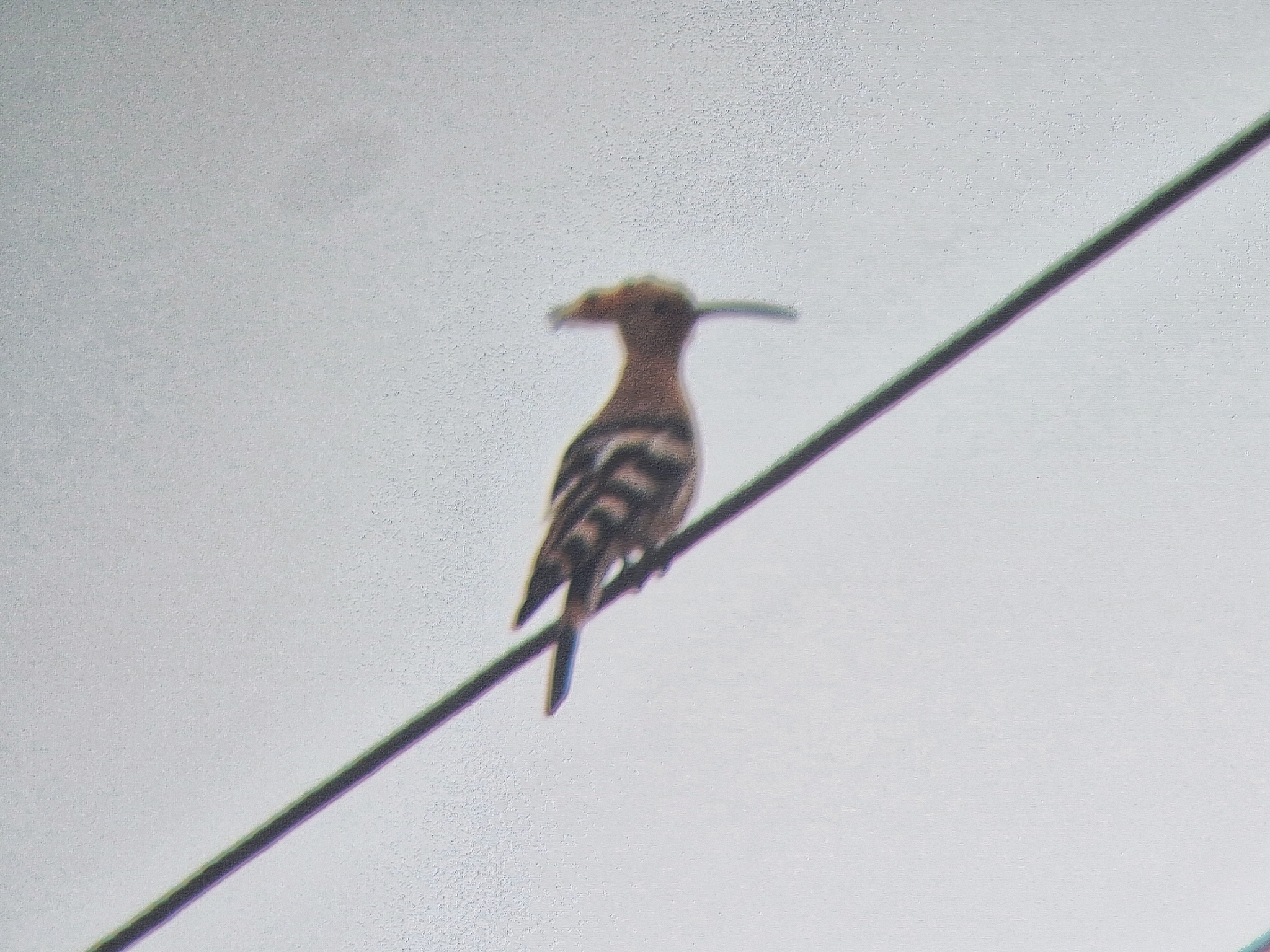 Upupa epops Linnaeus, 1758