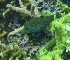 Canthigaster papua