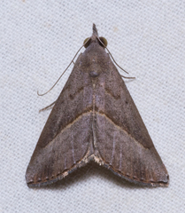 Hypena degesalis
