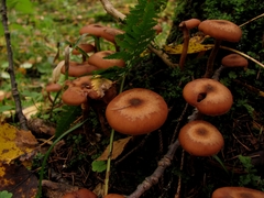 Armillaria cepistipes