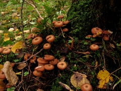 Armillaria cepistipes