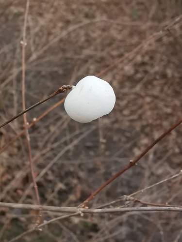Symphoricarpos albus