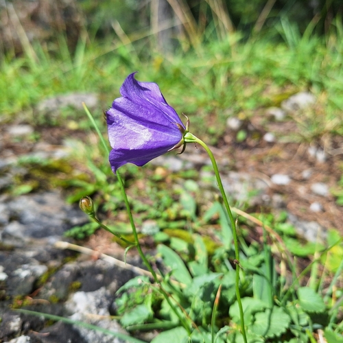 Tussock Bellflower (Campanula carpatica)