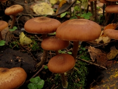 Armillaria cepistipes
