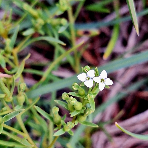 Alpine Bastard-toadflax (Thesium alpinum)