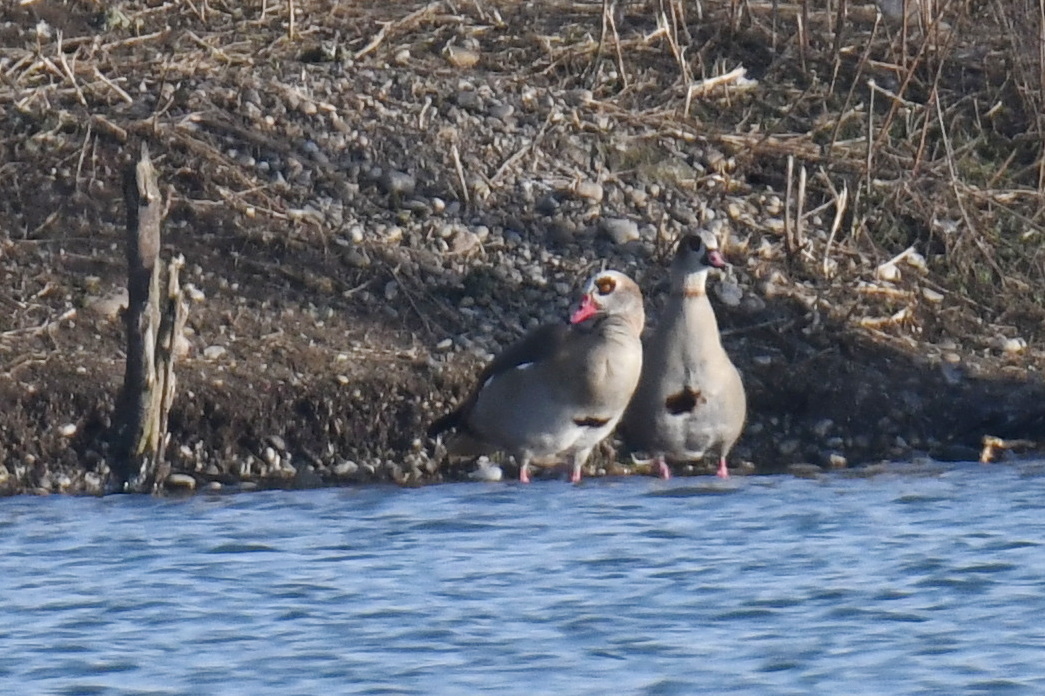 Egyptian Goose (Alopochen aegyptiaca), photo 5