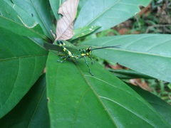 Chromacris psittacus