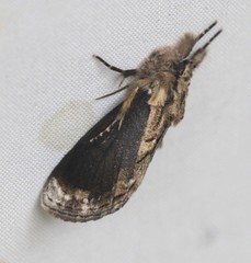 Zalissa catocalina