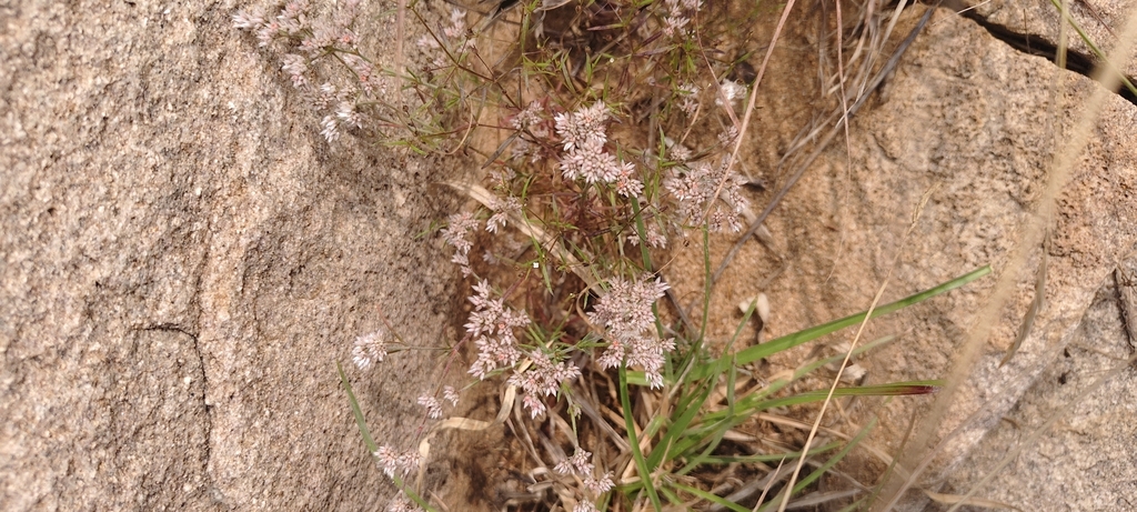 Foto de Polycarpaea corymbosa