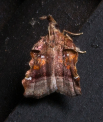 Clydonopteron sacculana
