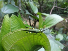 Chromacris psittacus