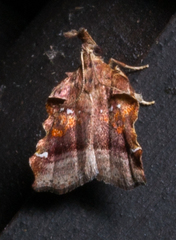 Clydonopteron sacculana