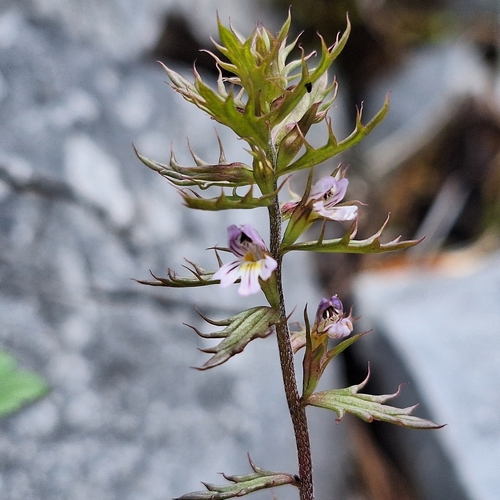 Salisburg Eyebright (Euphrasia salisburgensis)