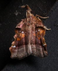 Clydonopteron sacculana