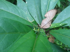 Chromacris psittacus