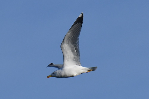 Yellow-legged Gull (Larus michahellis)