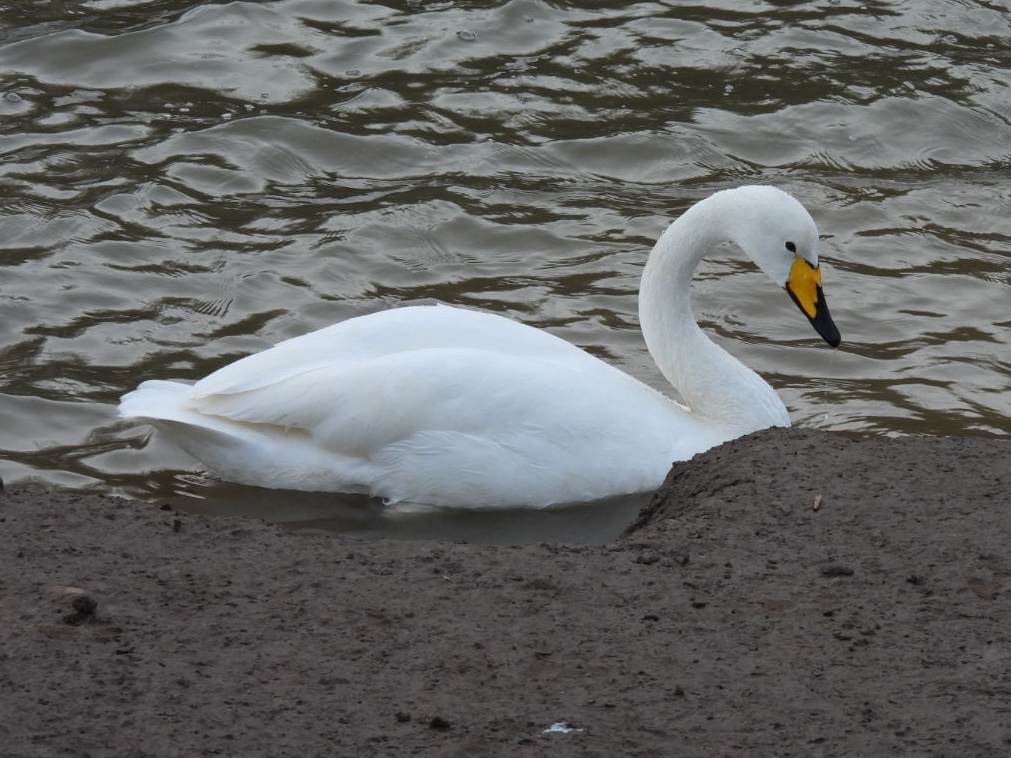 Whooper Swan (Cygnus cygnus), photo 1
