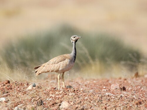 Rüppell's Bustard