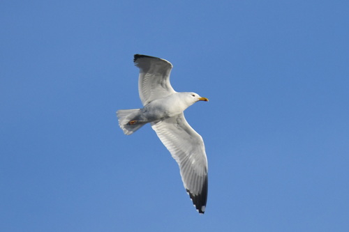 Yellow-legged Gull (Larus michahellis), photo 7