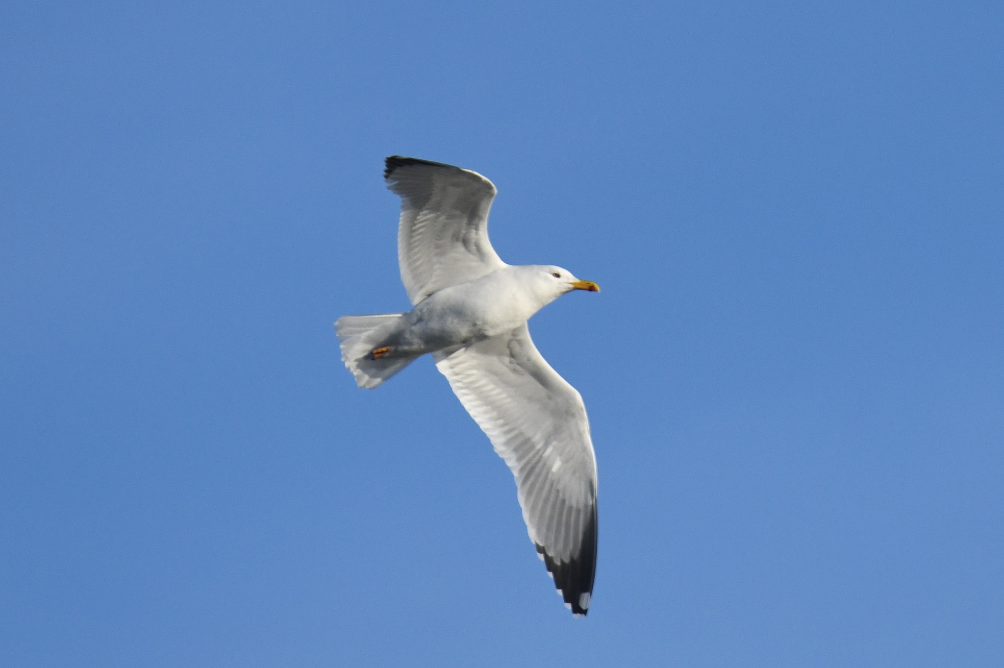 Yellow-legged Gull (Larus michahellis), photo 8