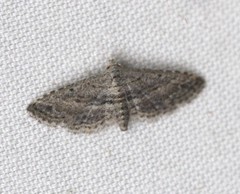 Araeopteron canescens