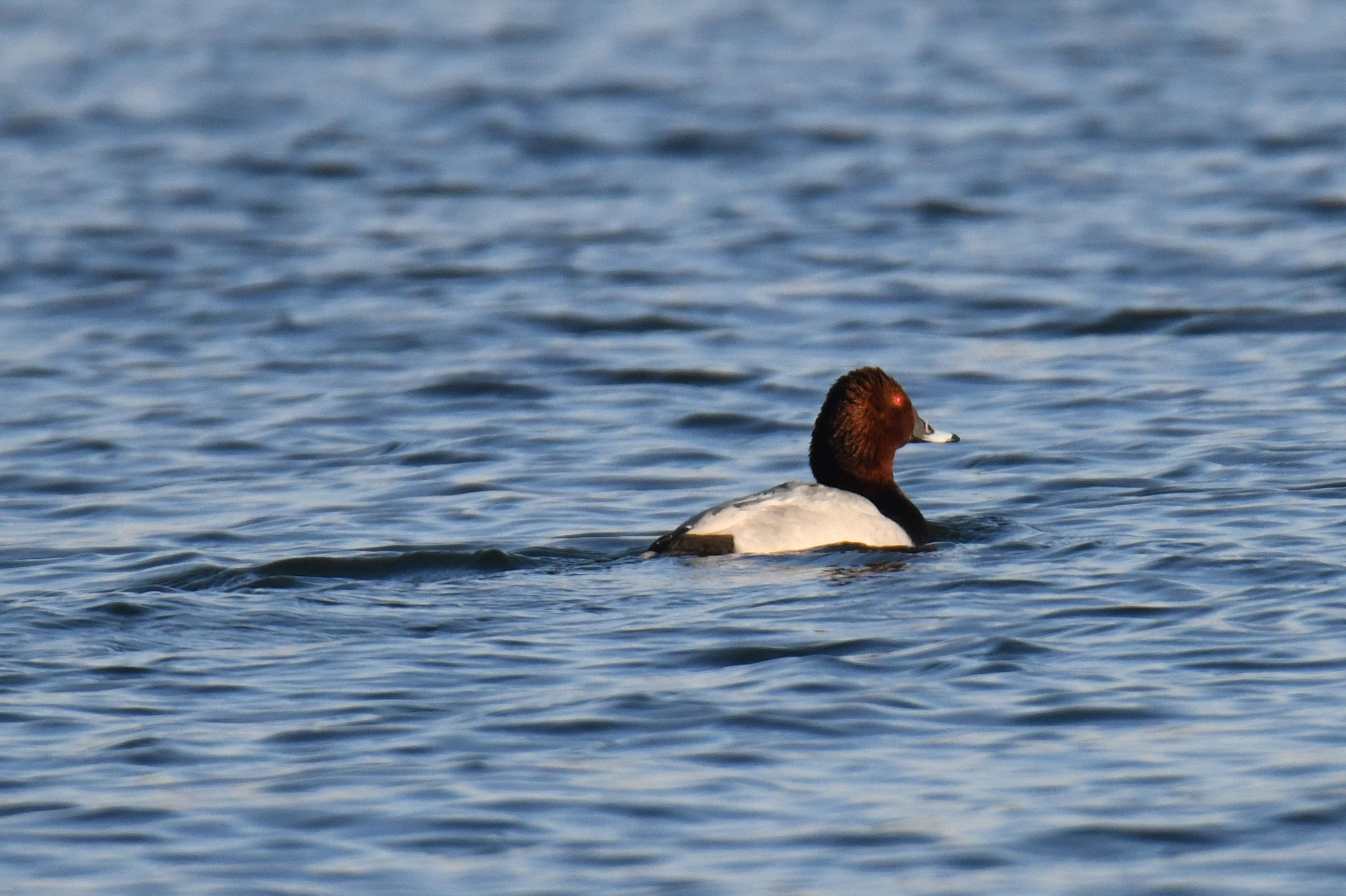 Common Pochard (Aythya ferina), photo 5