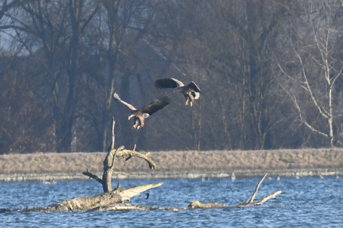 White-tailed Eagle (Haliaeetus albicilla), photo 5