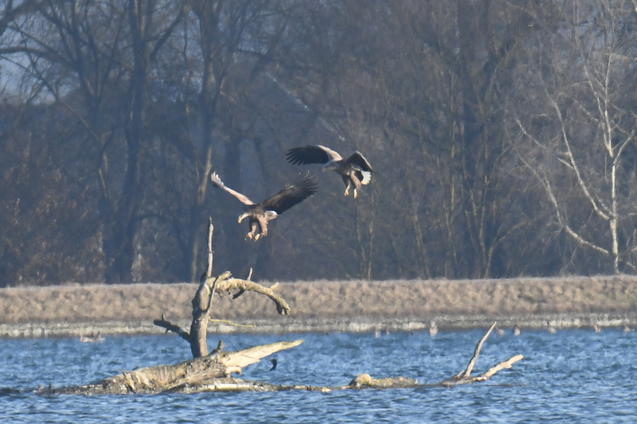 White-tailed Eagle (Haliaeetus albicilla), photo 8