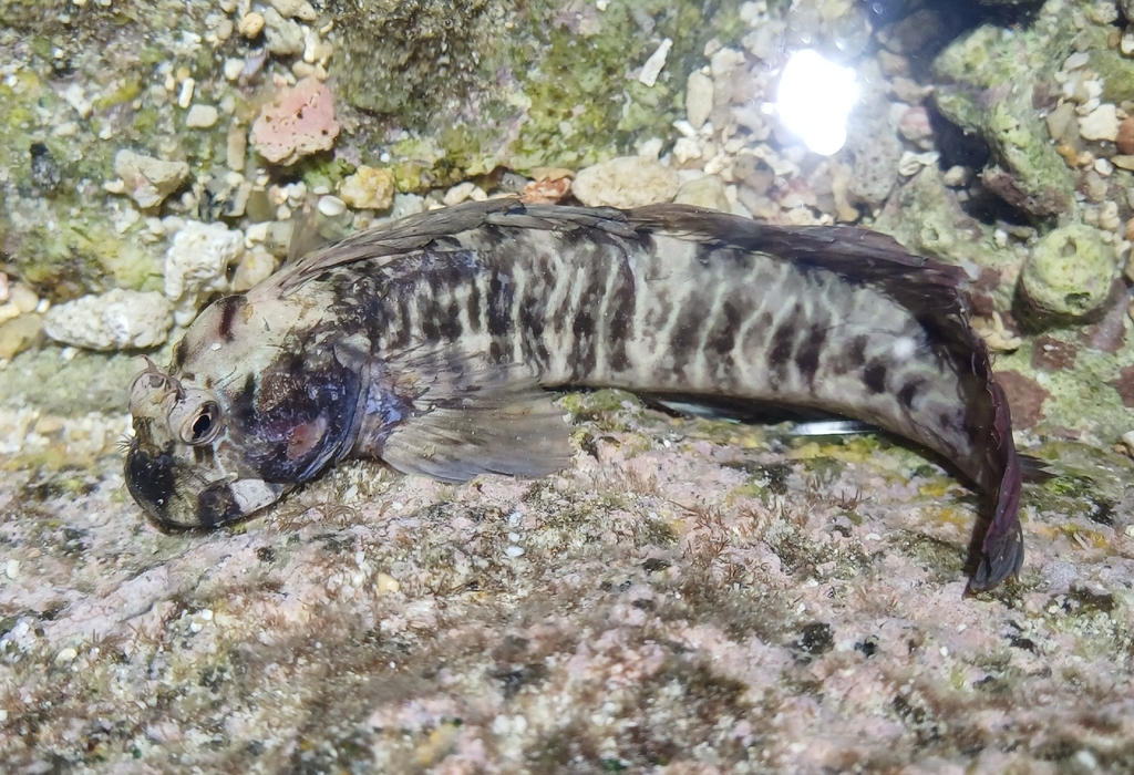 Coral blenny (Istiblennius edentulus) — Blenniidae
