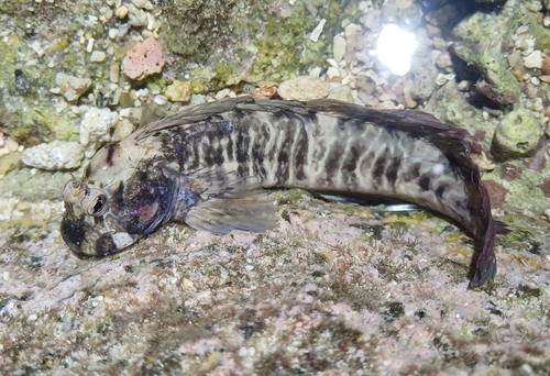 Coral blenny (Istiblennius edentulus) — Blenniidae