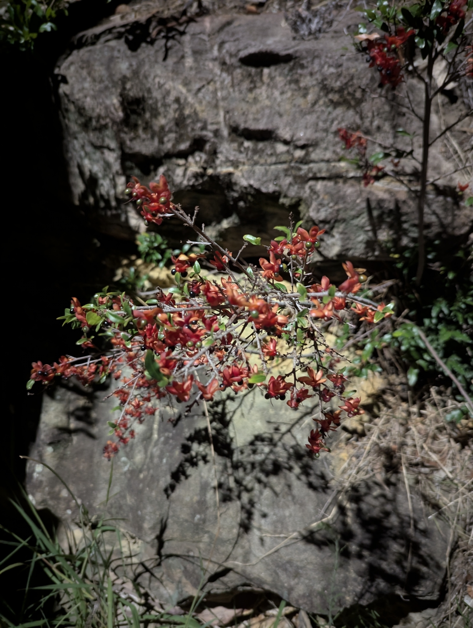 Flor de Mickey Mouse