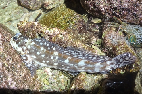 Entomacrodus decussatus observed 2026-01-01