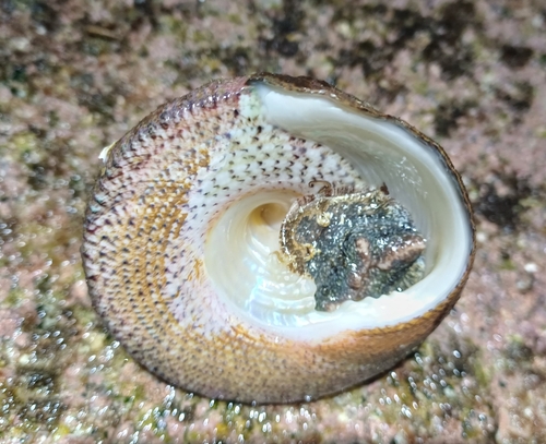 Trochus maculatus observed 2026-01-01