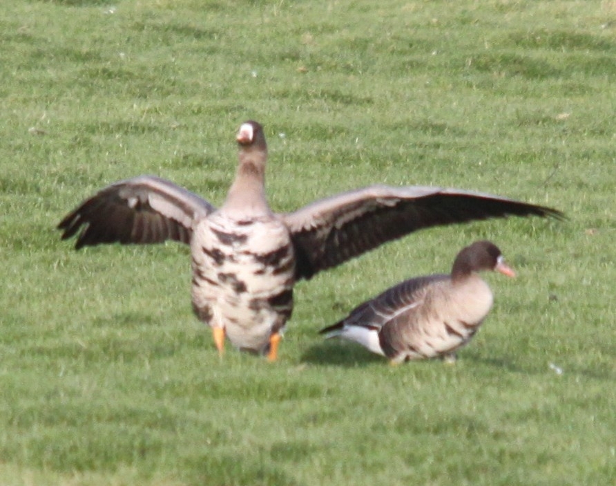 Greater White-fronted Goose (Anser albifrons), photo 4