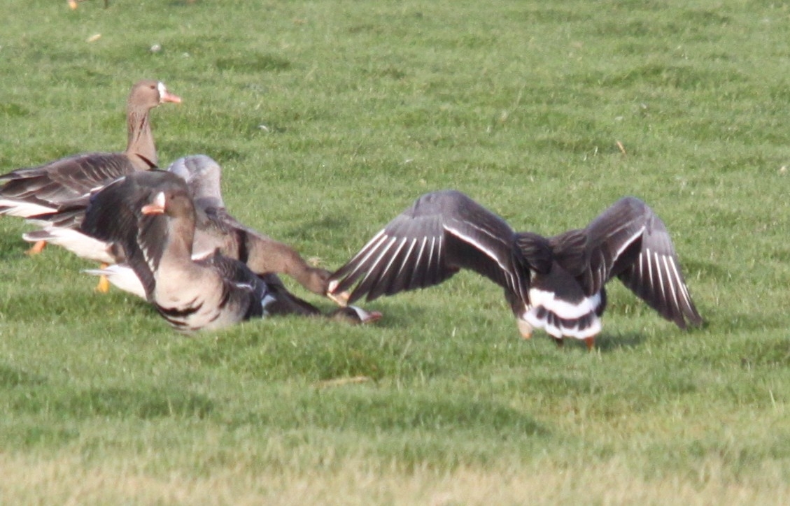 Greater White-fronted Goose (Anser albifrons), photo 5
