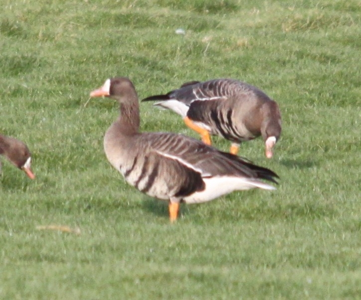 Greater White-fronted Goose (Anser albifrons), photo 6