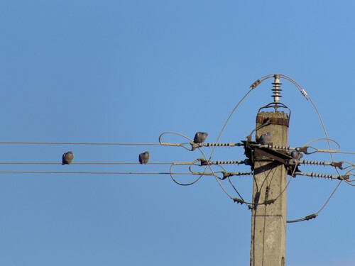 Stock Dove (Columba oenas), photo 6