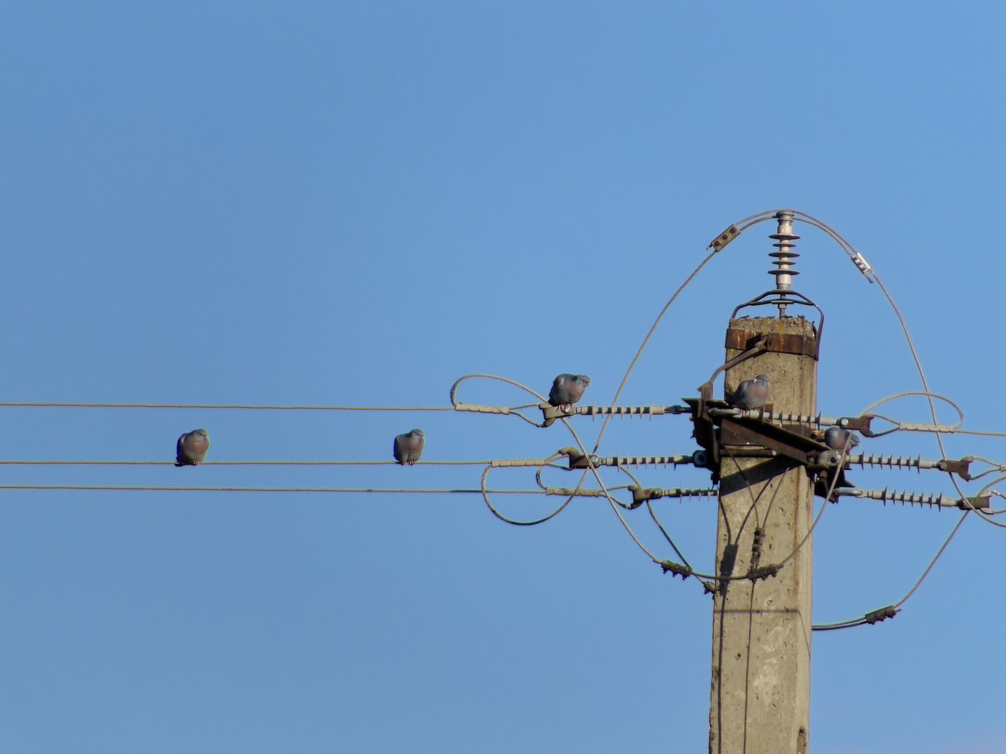 Stock Dove (Columba oenas), photo 6