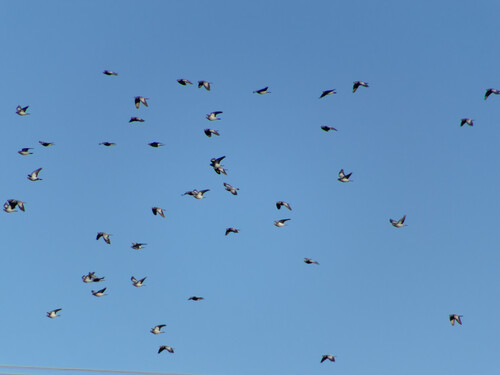 Stock Dove (Columba oenas), photo 7