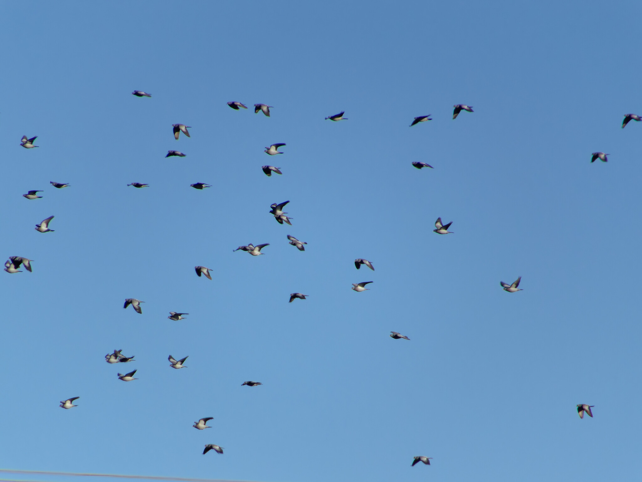 Stock Dove (Columba oenas), photo 7