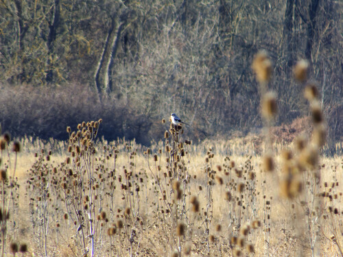 Great Grey Shrike (Lanius excubitor)