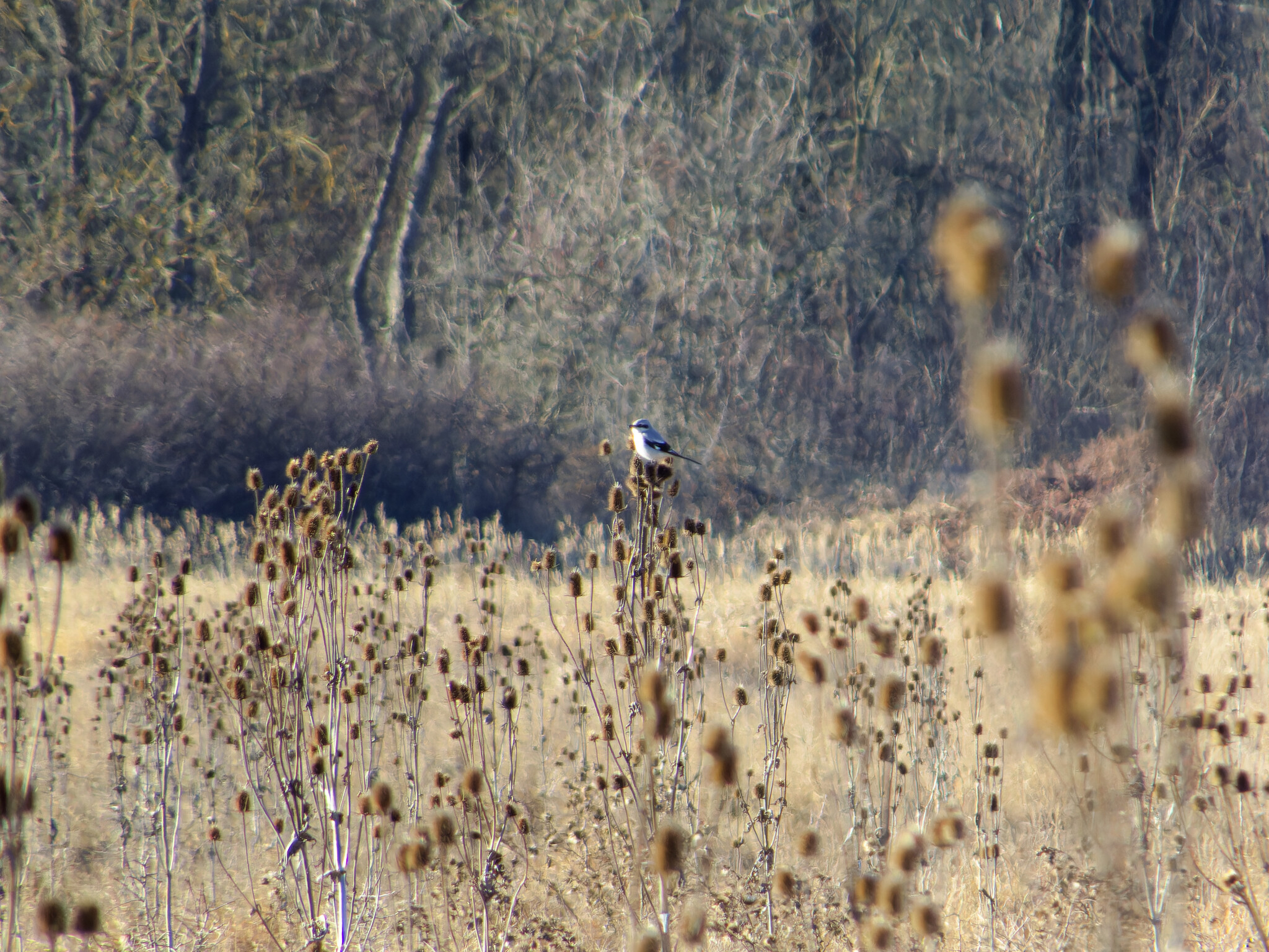 Great Grey Shrike (Lanius excubitor), photo 1