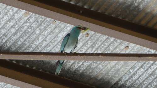 European Roller