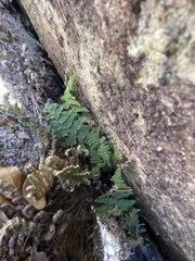 Myriopteris covillei