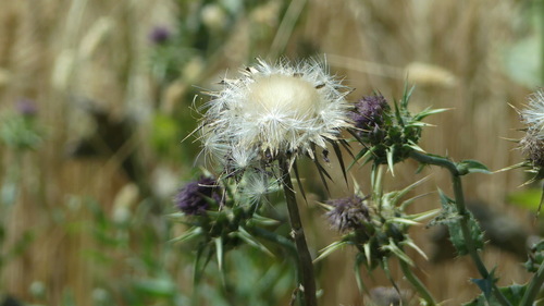 milk thistle