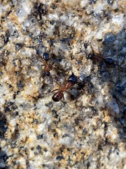 Camponotus semitestaceus