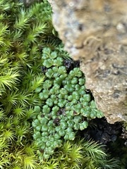 Myriopteris covillei