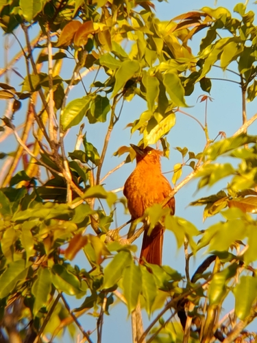 Caatinga Cacholote